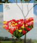 Preview: Tulpenfluss blanco, Scheibenhänger spitz